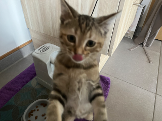 Élie