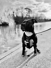 Punch
