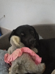 chipie