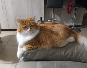 Fibie