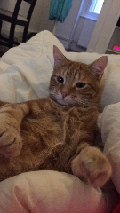 Ramses