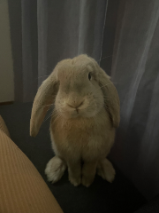Cookie