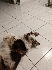 Ozzy