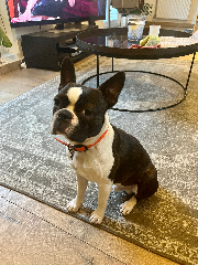 Pongo