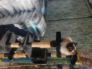 CATCAT