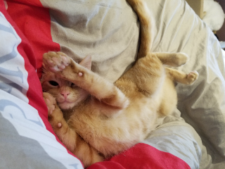 Helios