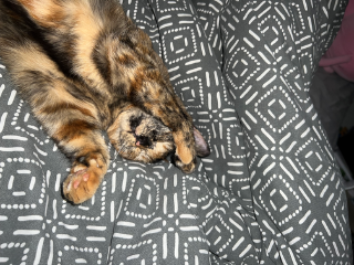 Nala
