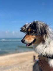 Stella