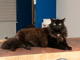 Bagheera