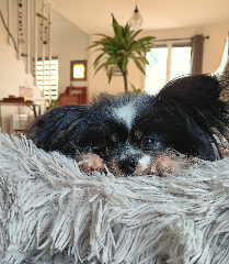 Nikie