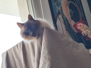 Haku