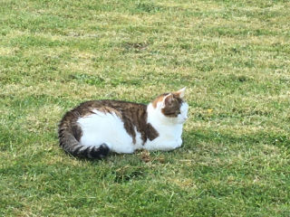 Maggie