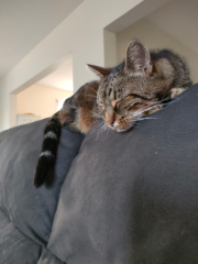Tigrou