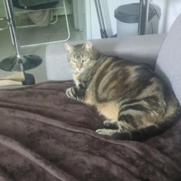 Tigrou