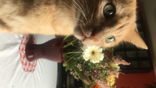 Mimi