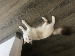 Mia