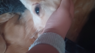 Scooby