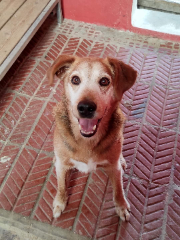 Duke