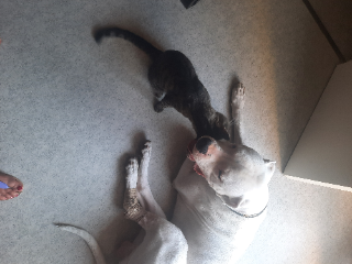 Chico