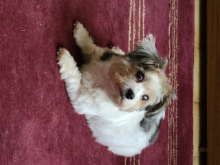 Tootsie