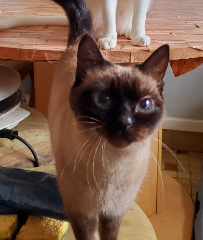 MoutonChat