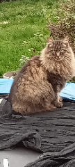 Stella