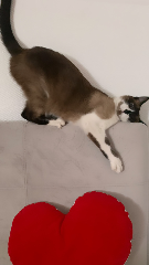 Zina