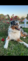 Tia