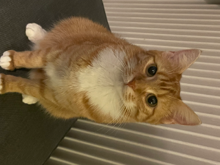 Ginger