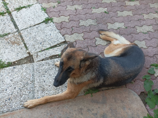 Arya