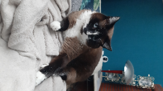 ODIN