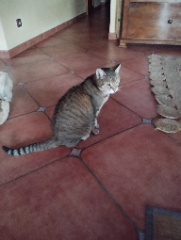 Bouboule