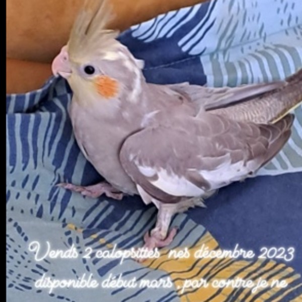 Oiseaux