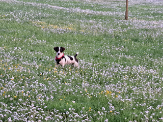 ULKA