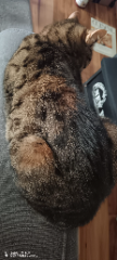 Paloma