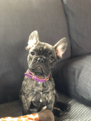 ROXANNE