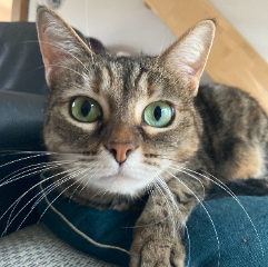 Pixie