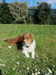 Upsie