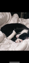 Félix