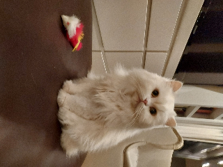 sissi