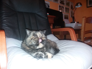 flavie