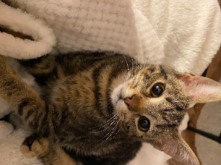Koda