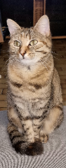 Frimousse