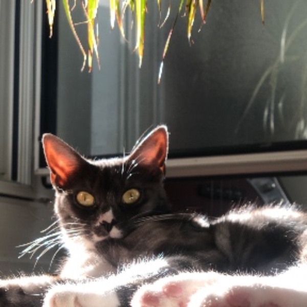 Mimi