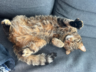 Mitt