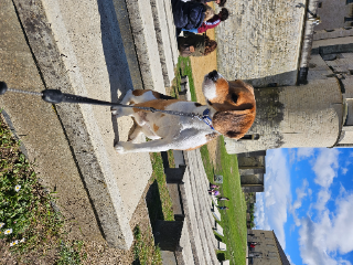 Scooby