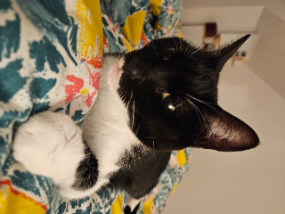 Triksie