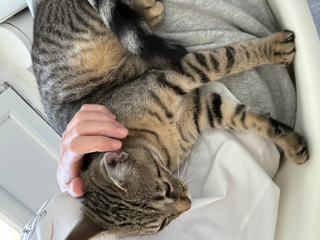 Loki