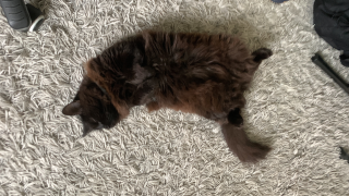 Reglisse