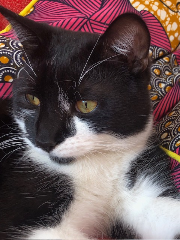 Berlioz